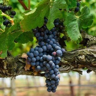 Grapes on vine