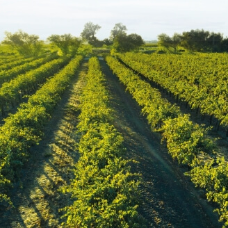 Vineyards