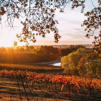 Golden Amador County landscape with vineyards in foreground and sun just above the horizon