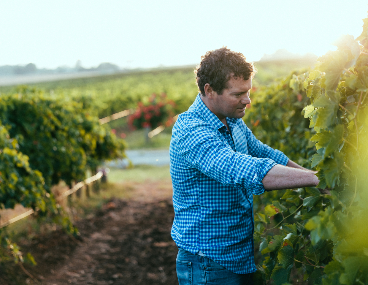 Man checking the grapes on the vine at Angove vineyard