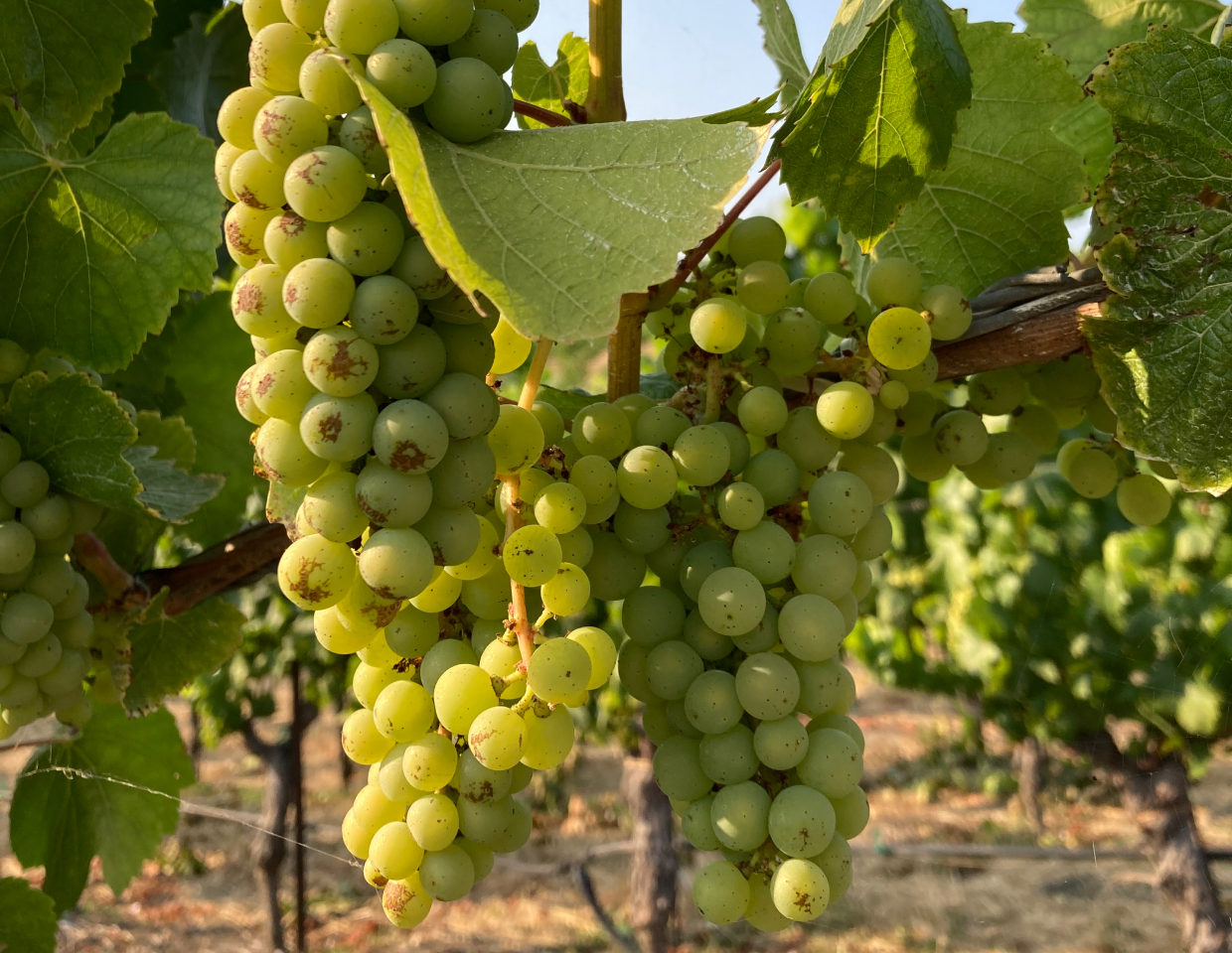 Close up of white grapes on the vine in a vineyard for Protege wines.