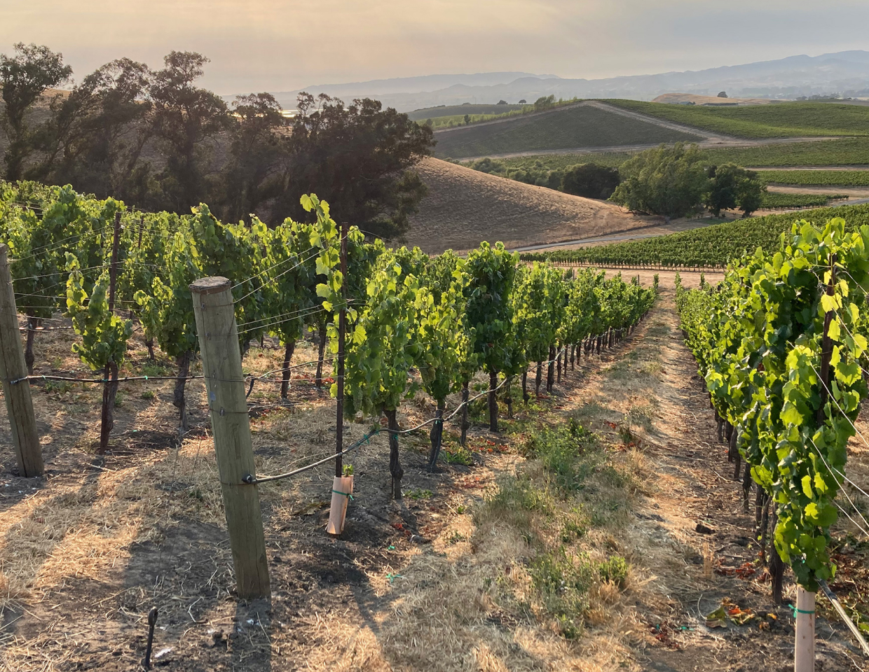 Shot of a vineyard on a beautiful day with a pink sky in the background.