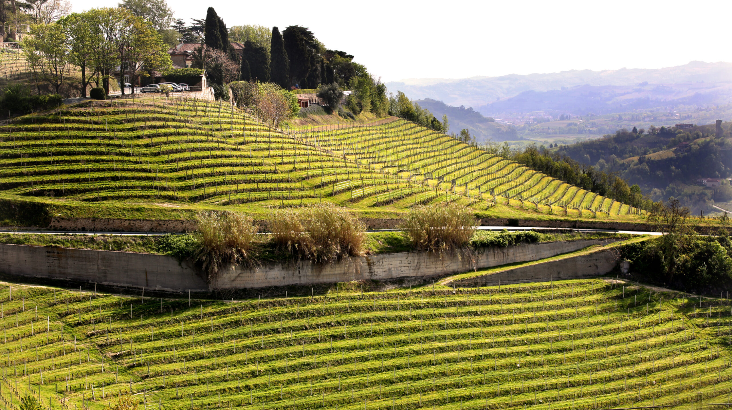 Beautiful hilly vineyards of Ceretto winery