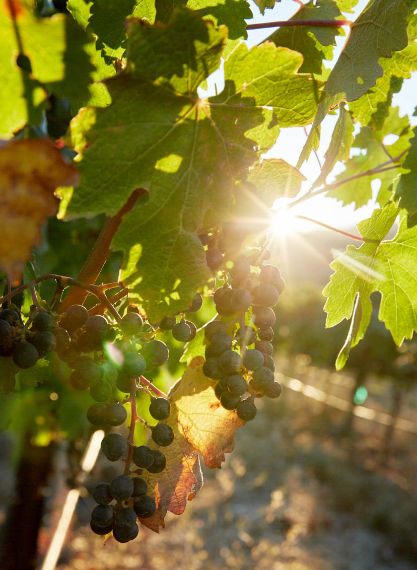 Light shining through hanging grapes in the vineyards of Joel Gott Wines