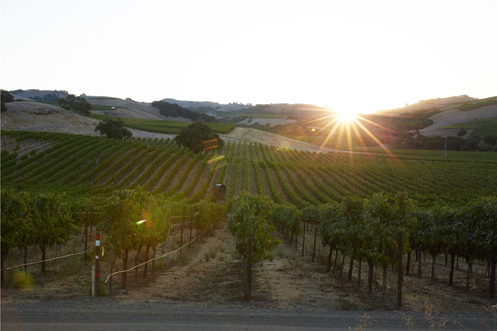 The sun setting behind the rows of vines in the vineyards of Joel Gott Wines