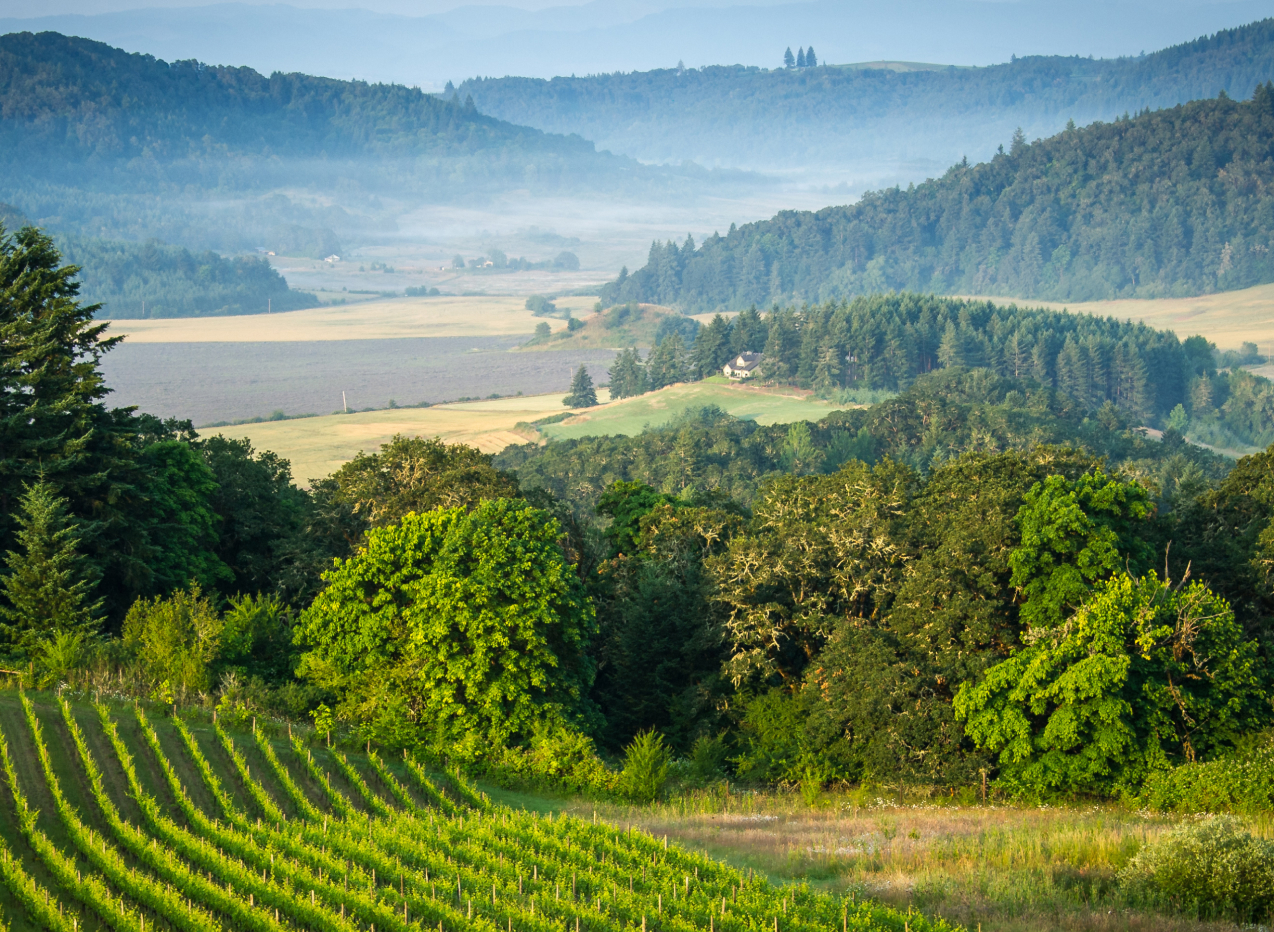 Oregon vineyard