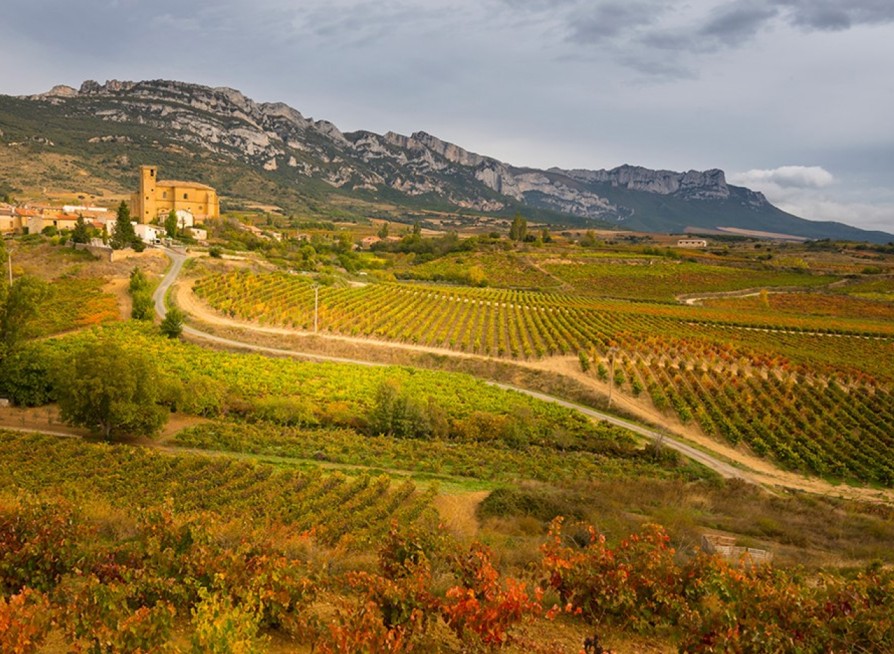 Spanish vineyards