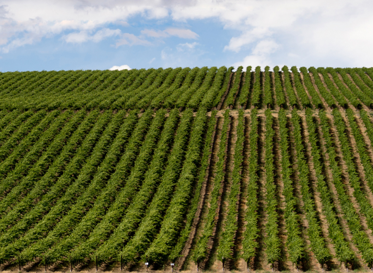 Washington vineyard
