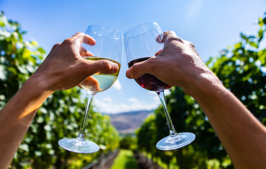 two people clinking glasses of red and white wine in a vineyard in the sunshine