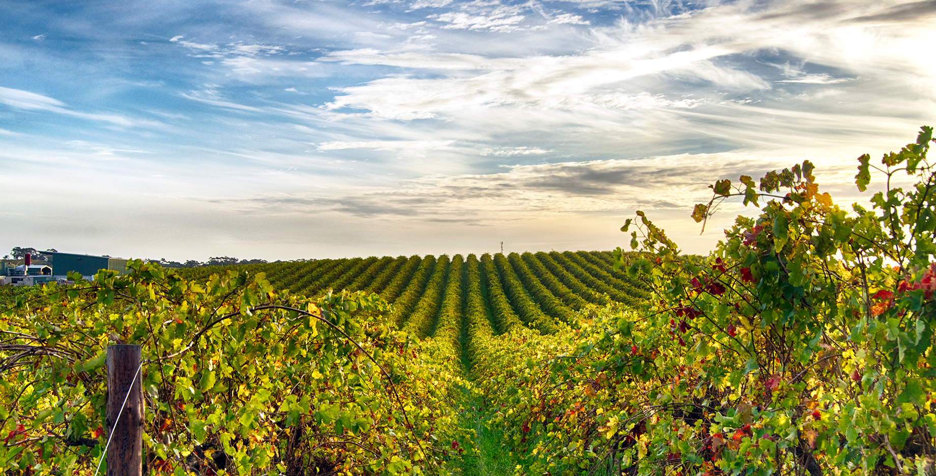Beautiful green vineyard with a blue sky and swirly clouds