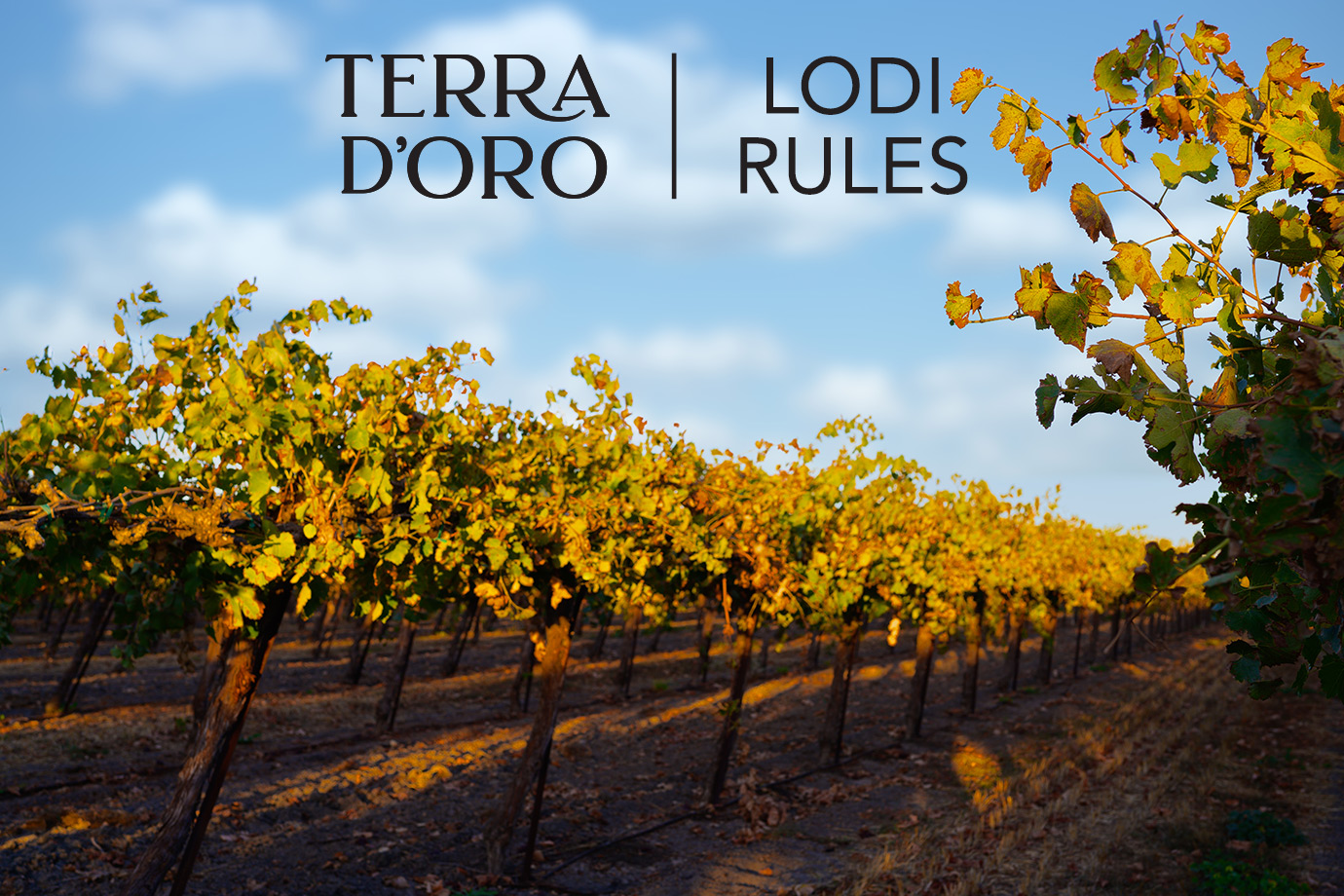 Terra d'Oro and Lodi Rules